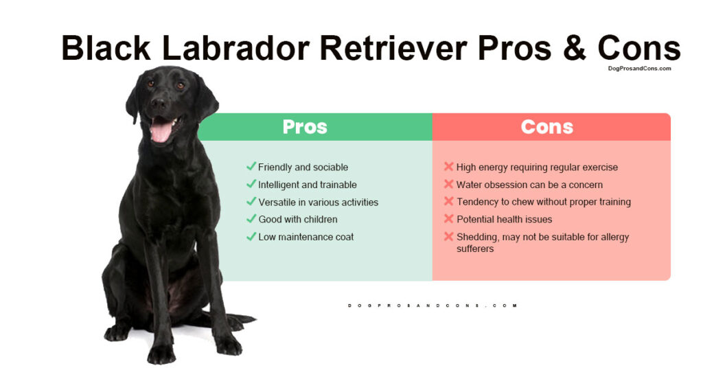 Black-Labrador-Retriever-Pros-And Cons