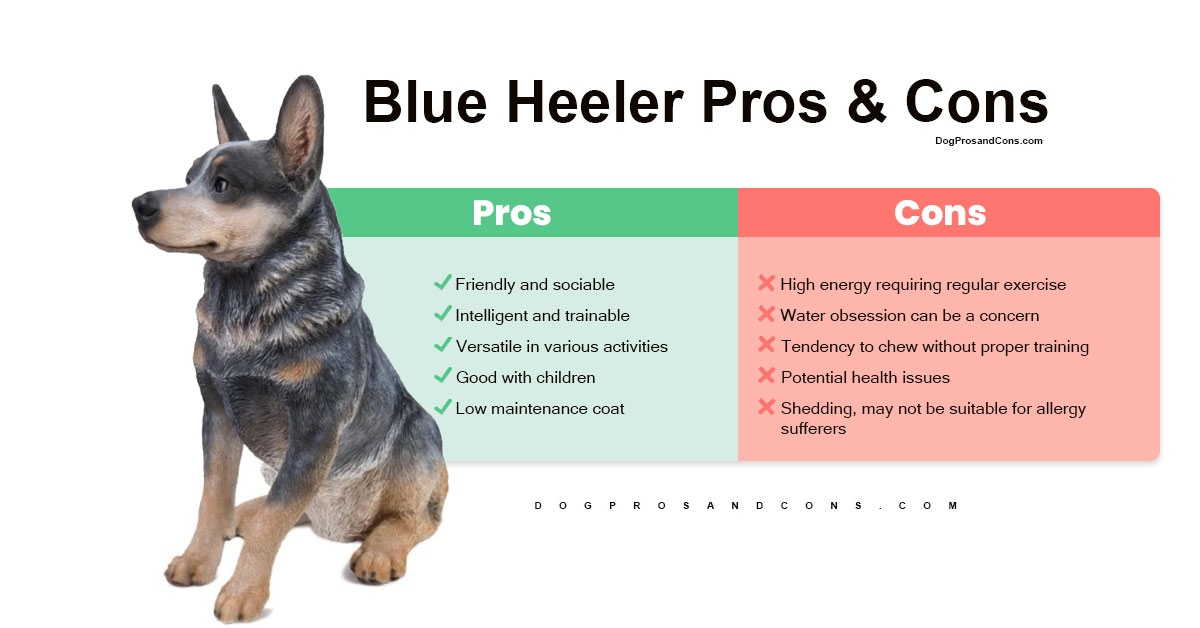 Blue-Heeler-Pros-and-Cons