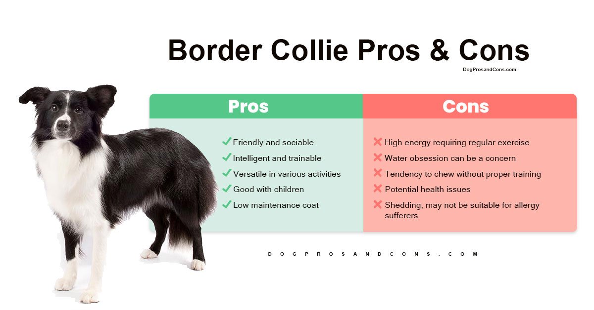 Border Collie Pros And Cons 1 Border-Collie-Pros-And-Cons