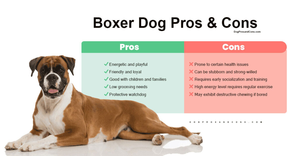 Boxer-Collie-Pros-and-Cons