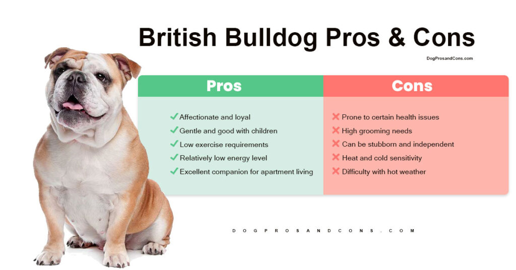 British-Bulldog-Pros-and-Cons