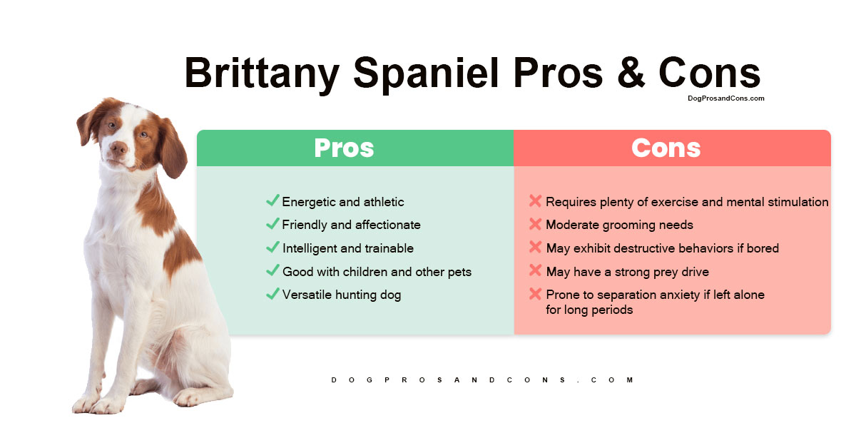 Brittany-Spaniel-Pros-and-Cons