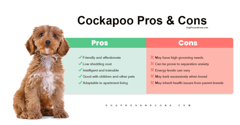 Cockapoo Pros And Cons