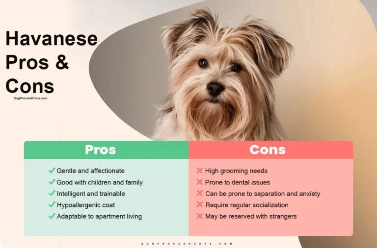 Havanese Pros and Cons
