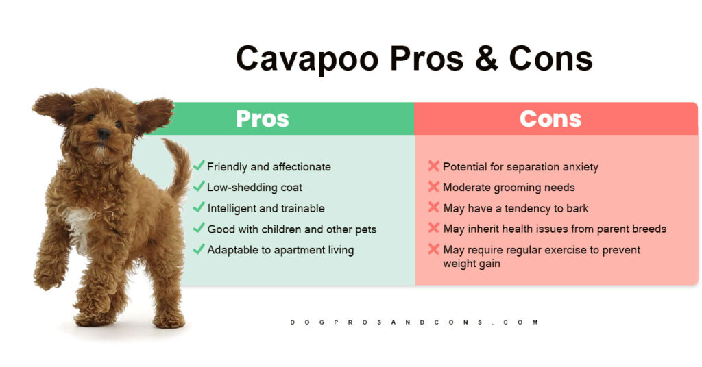 cavapoo-pros-and-cons