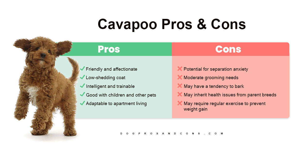 cavapoo-pros-and-cons