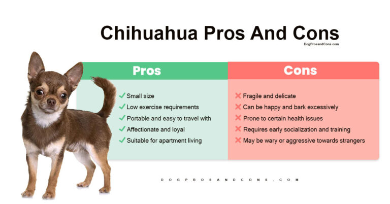 Chihuahua Pros And Cons