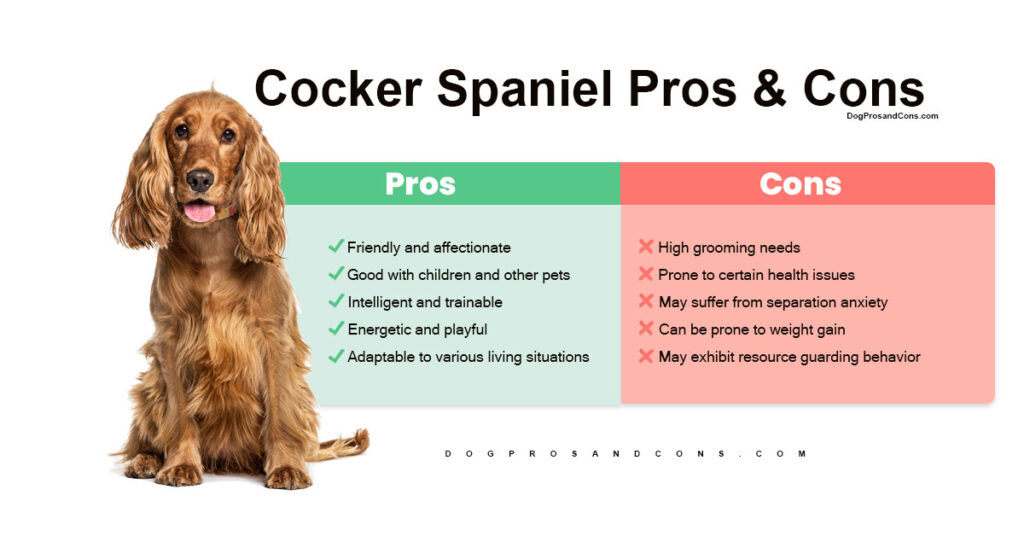 cocker-spaniel-pros-and-cons