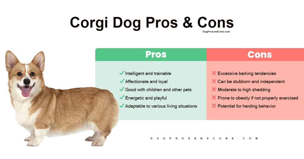 corgi-dog-pros-and-cons