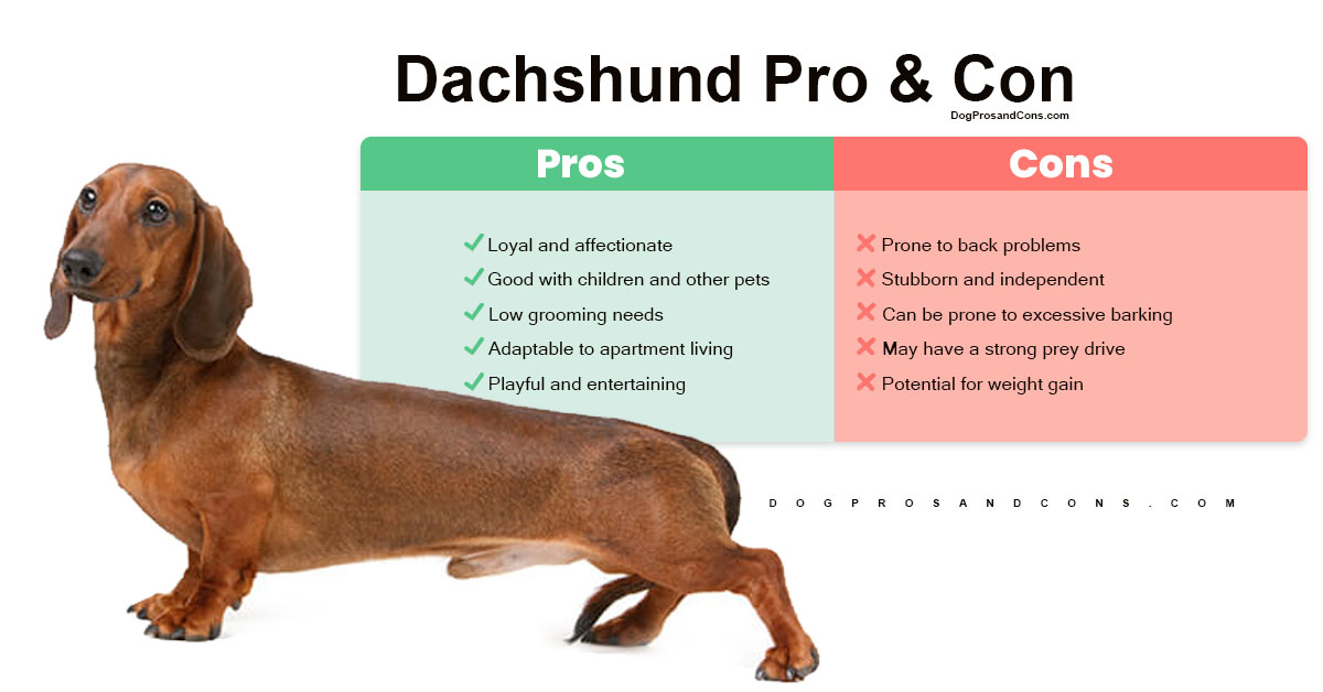 dachshund-pro-and-con