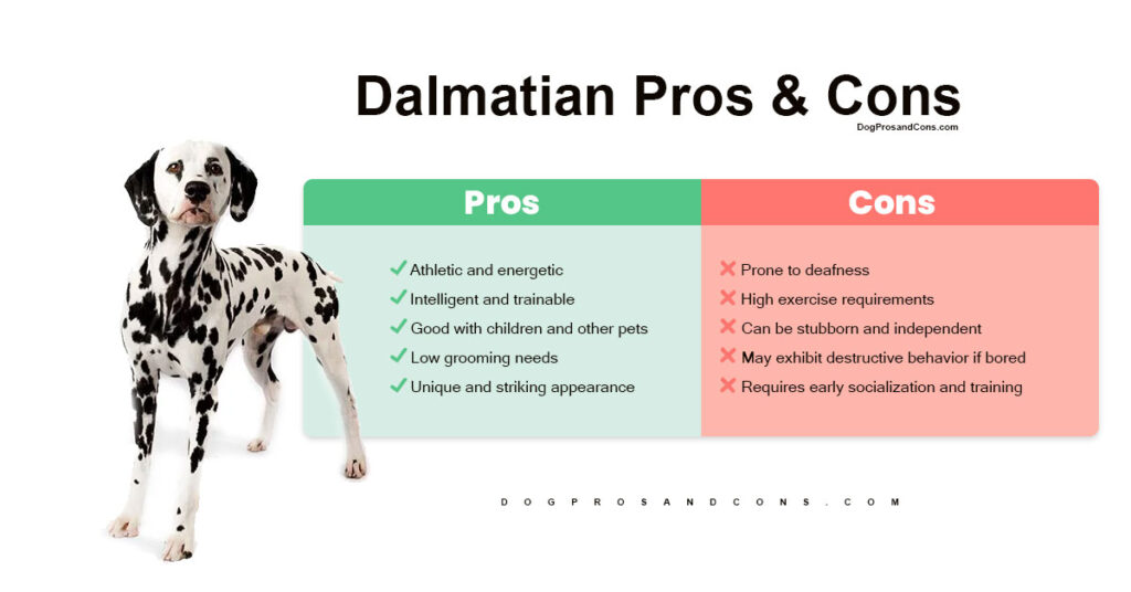 dalmatian-pros-and-cons