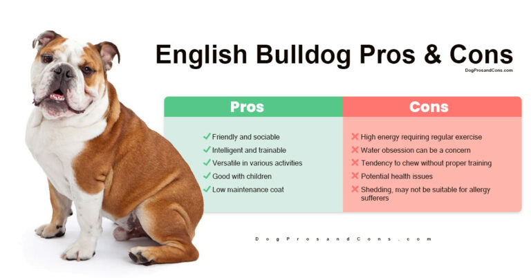 English Bulldog Pros and Cons