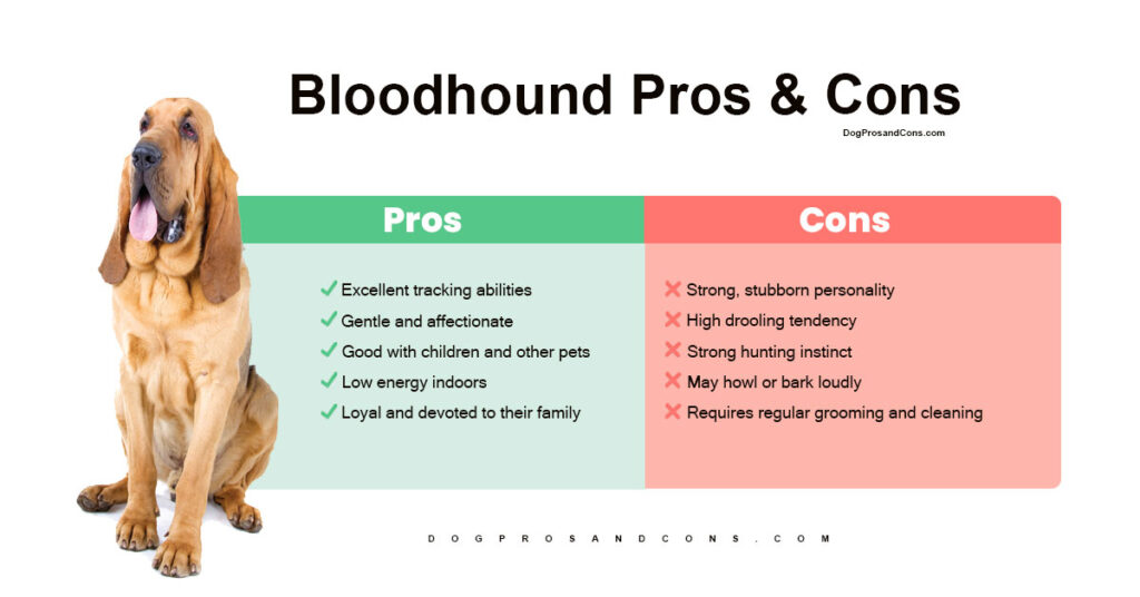 bloodhound-pros-and-cons